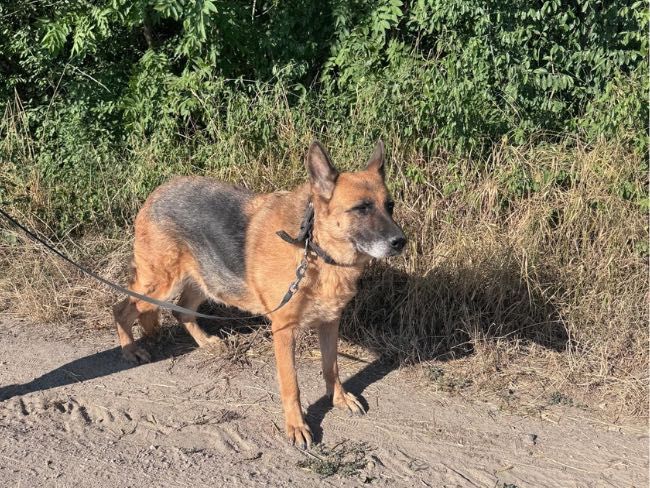 Greta – seniorka owczarka szuka swojego człowieka