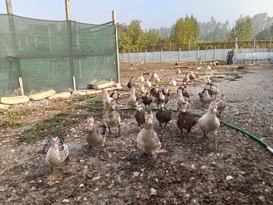 Patos Mudos 2026