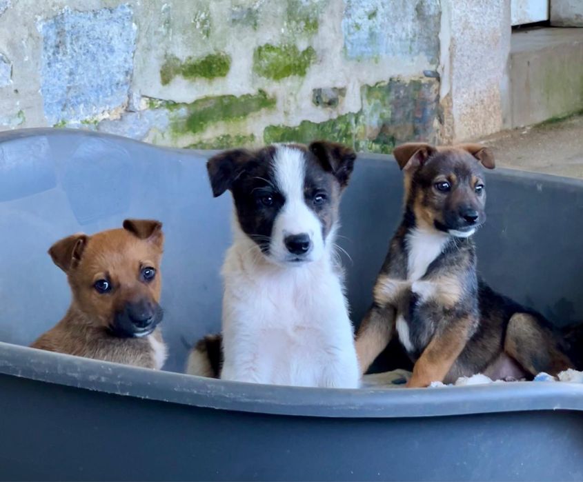 6 cachorros com 2 meses procuram família para a vida