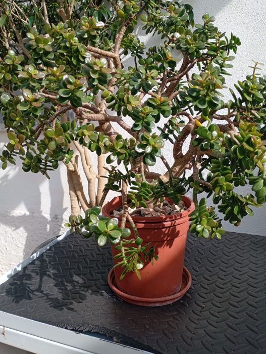 Crassula ovata minor