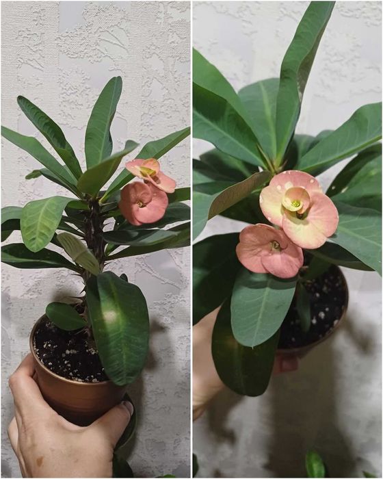 ЛИМОН кімнатний Павлівський плодоносящий ГРАНАТ кімнатний з плодами