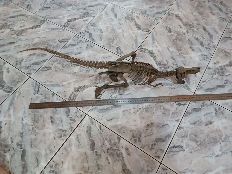 Скелет тиранозавр Рекс. T-Rex