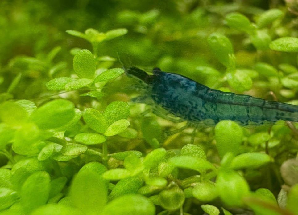 Krewetki Blue Velvet