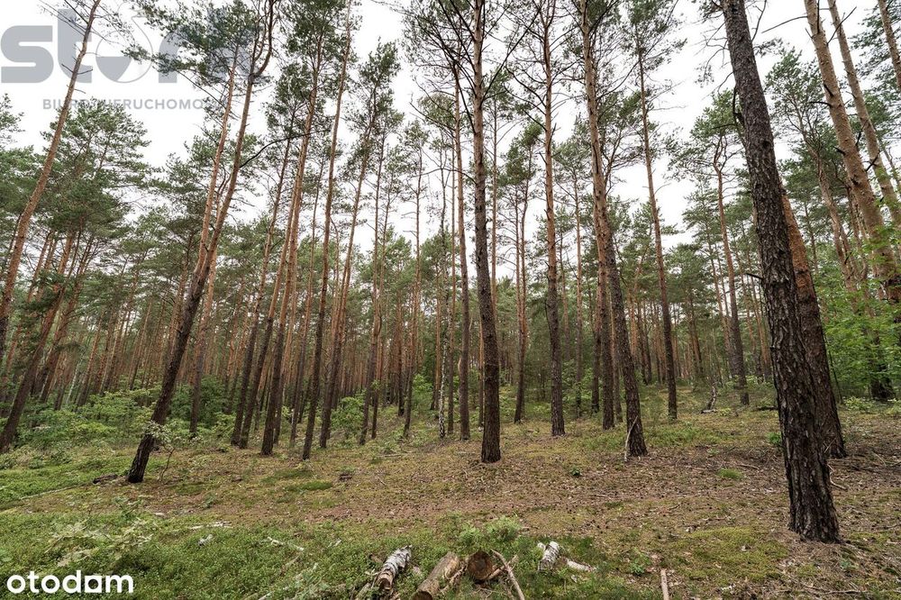 Działka budowlana na Wydmach  2221 m2 - bez prowizji