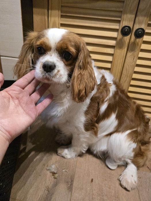 Piesek cavapoo f1  do odbioru koniec lipca
