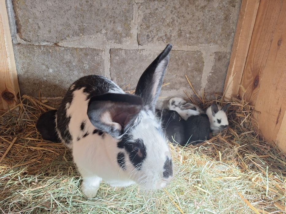 Króliki młode z matką