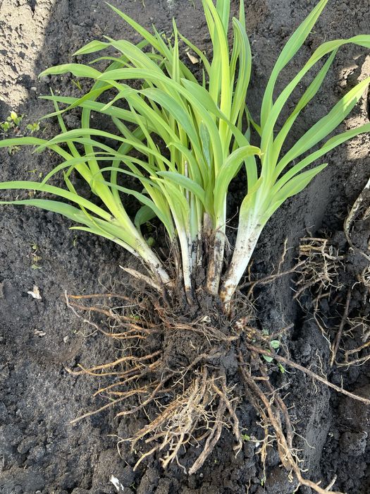 Лілейник бордюрний Стелла де Оро