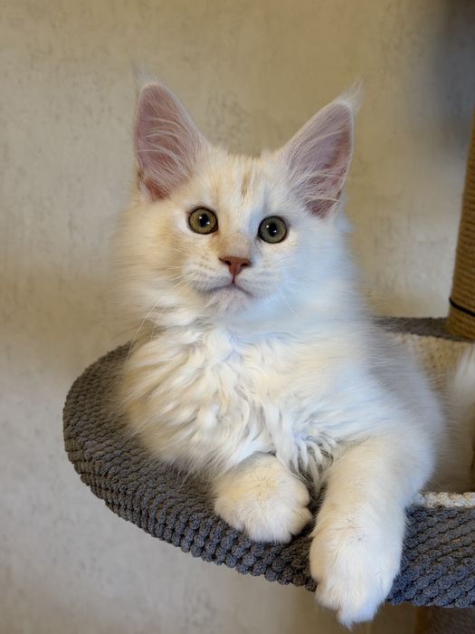 Кошенята Мейн Кун