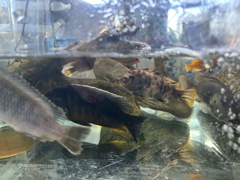 Ciclideos aficanos do Lago de Malawi- 25 Exemplares