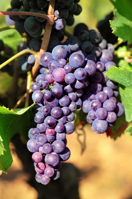 Uvas tintas verde tinto e vinhao