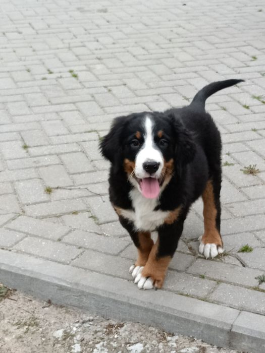 Berneński pies pasterski