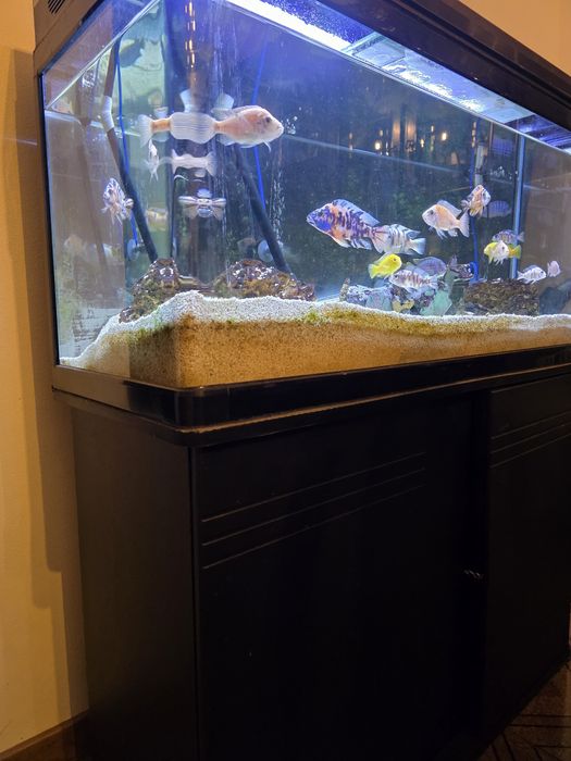 Kit Aquário Completo 100cm + Móvel + Acessórios