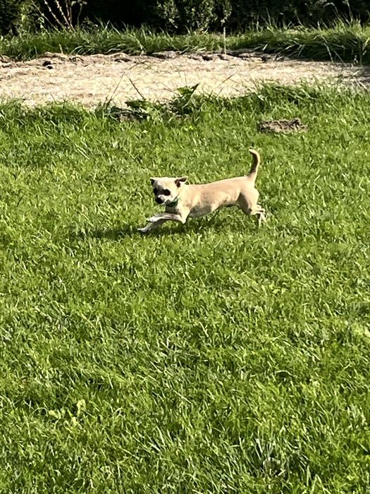 Cudowny piesek chihuahua