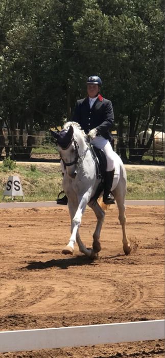 Puro Sangue Lusitano de desporto