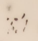 Candeeiro  petroleo vidro opalino Boemia sec  XIX /Antique  Bohemian