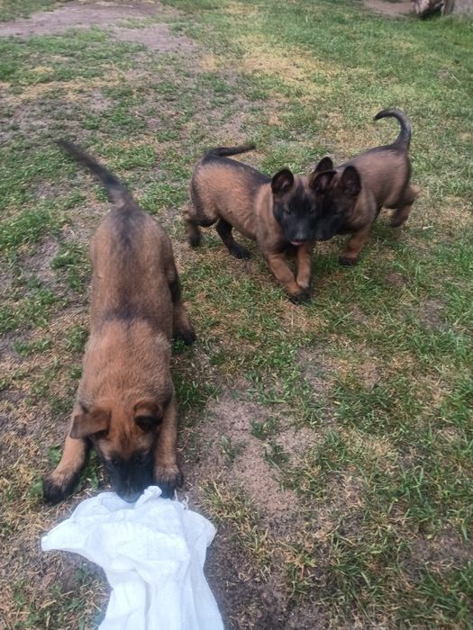 Owczarek Belgijski Malinois