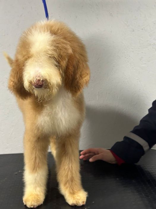 Королевский китайский гигант пудель/лабродудль