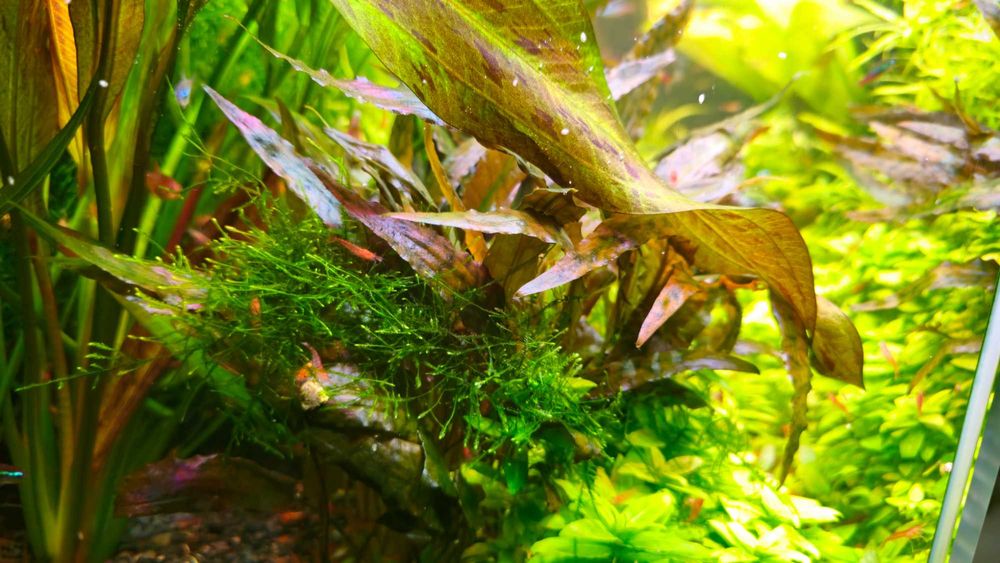 Zwartka Cryptocoryne Walkeri