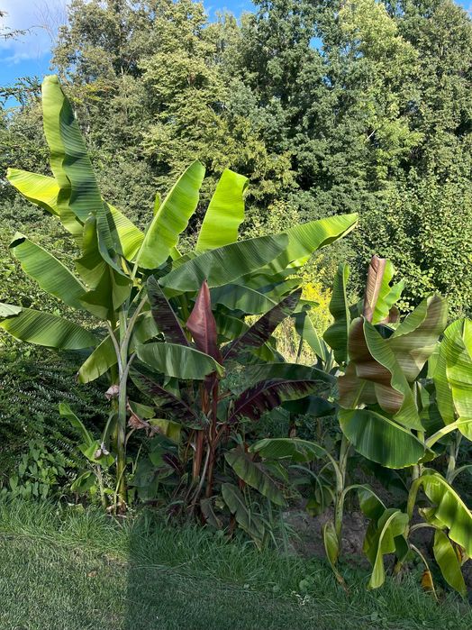 Egzotyki bananowiec musa balbisiana sikkimensis thomsoni manicata