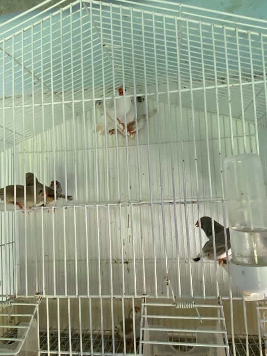 Mandarins de exposiçao 2026