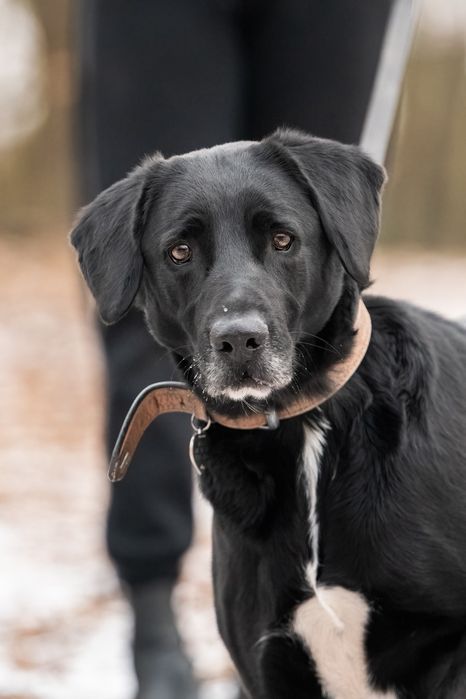 Piękny Dimon do adopcji!