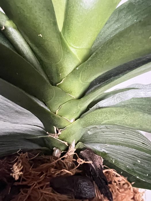 Орхідея Пірат Пикоті (Pirate Picotee) метелик