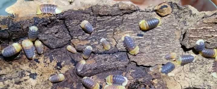 Cubaris sp rubber ducky prosionki isopody