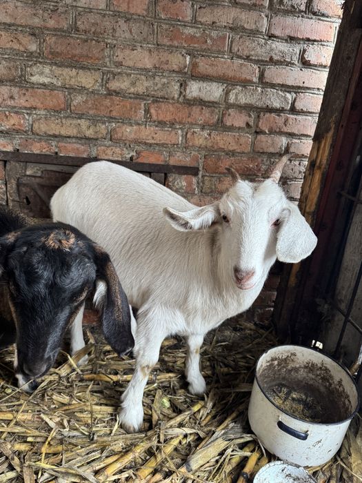 Англо-нубійська помісна коза