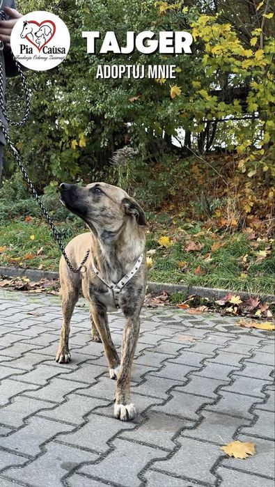 Aktywny Piesek Tajger szuka domku