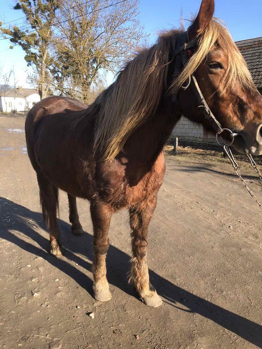 Продається кобила!