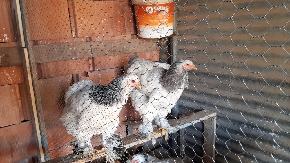 OVOS Galinhas Ornamentais Brahmas Garnizes miniatura