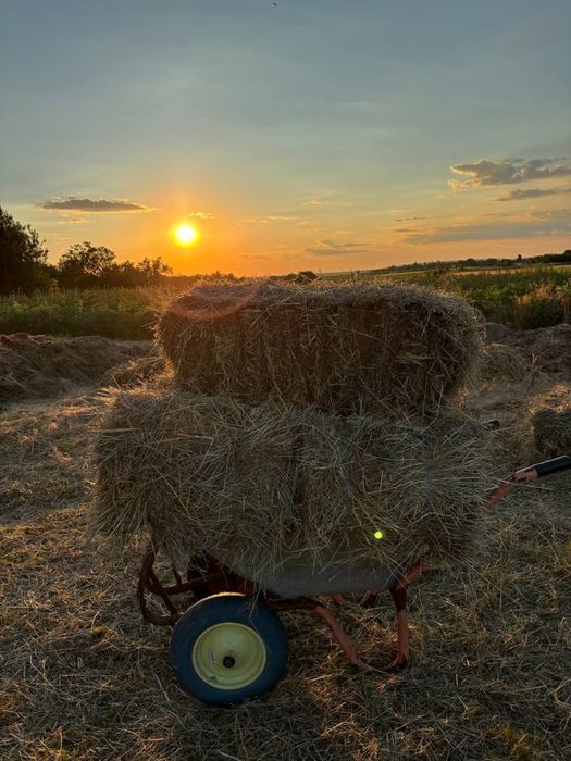 Продам сено луговое урожай 2026