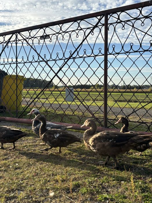 Kaczki piżmowe (francuskie, czekoladowe) od 80zł