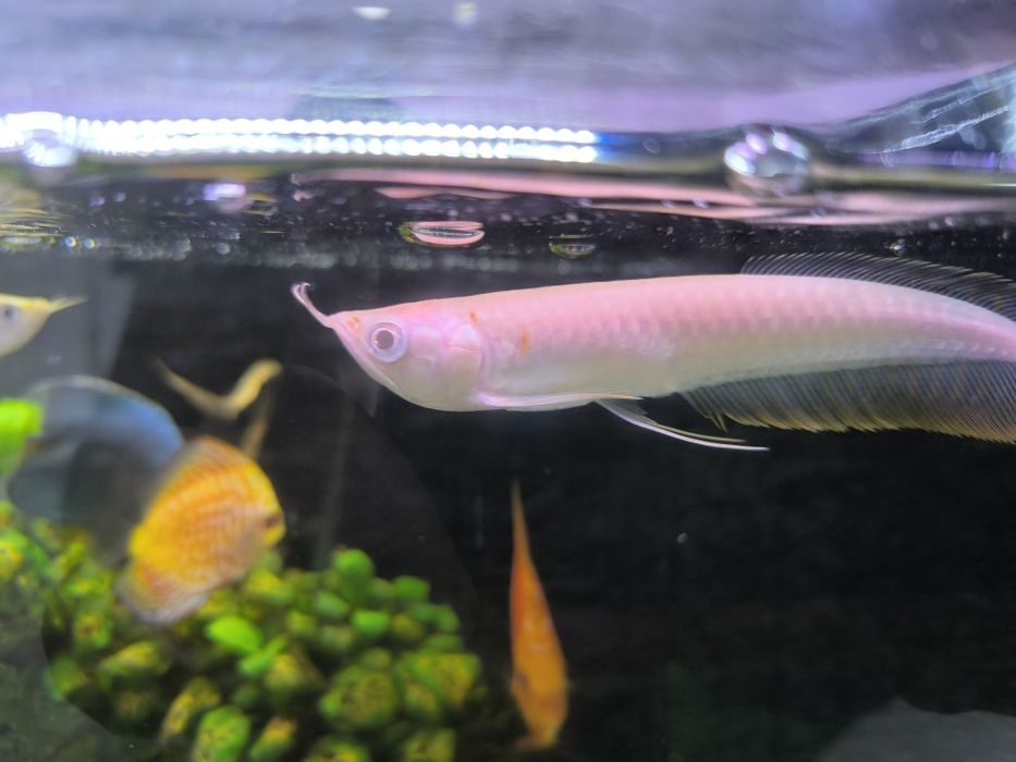 Arowana Albina (Osteoglossum Bichirroshum)