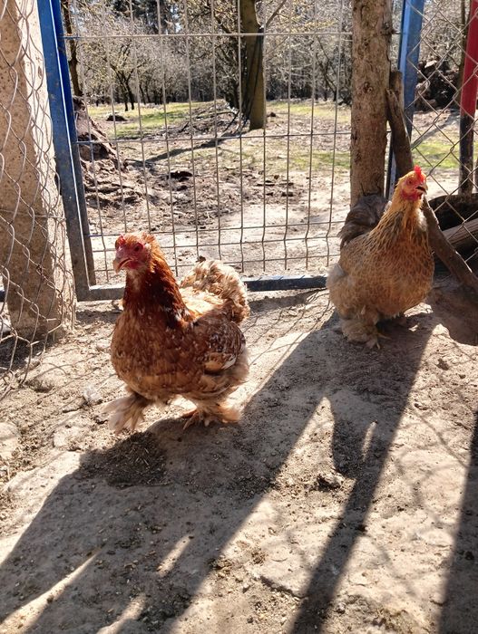 Jajka lęgowe karzełek kochin