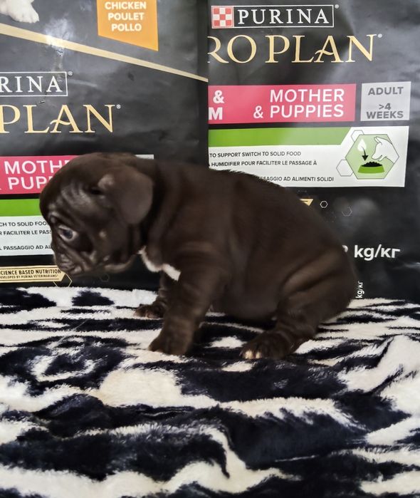 Bulldog Francês Chocolate