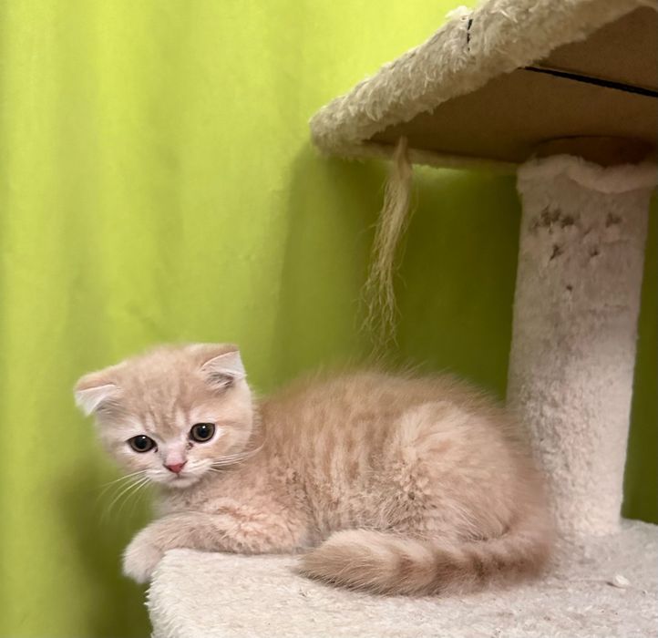 Skottish fold gatinho