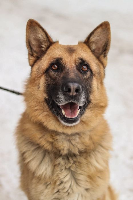 Dostojny pies w typie owczarka szuka domu / do adopcji