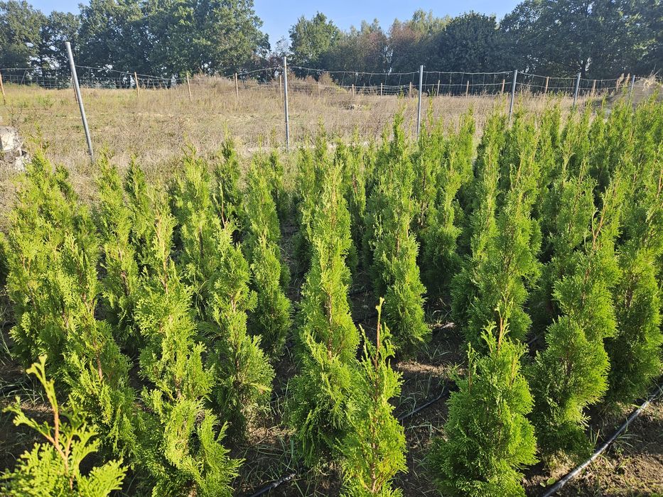 Thuja Smaragd 110-150 cm