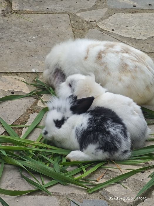 Coelhos anões orelhudos 25€