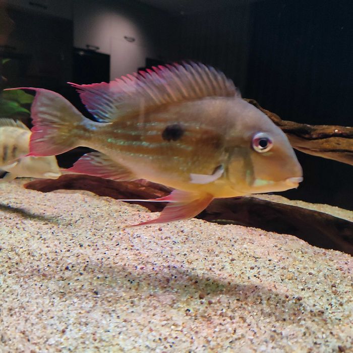 Ziemiojad Winemilleri Geophagus ok. 20cm