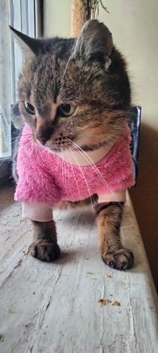 Найкраща кішка шукає дім!