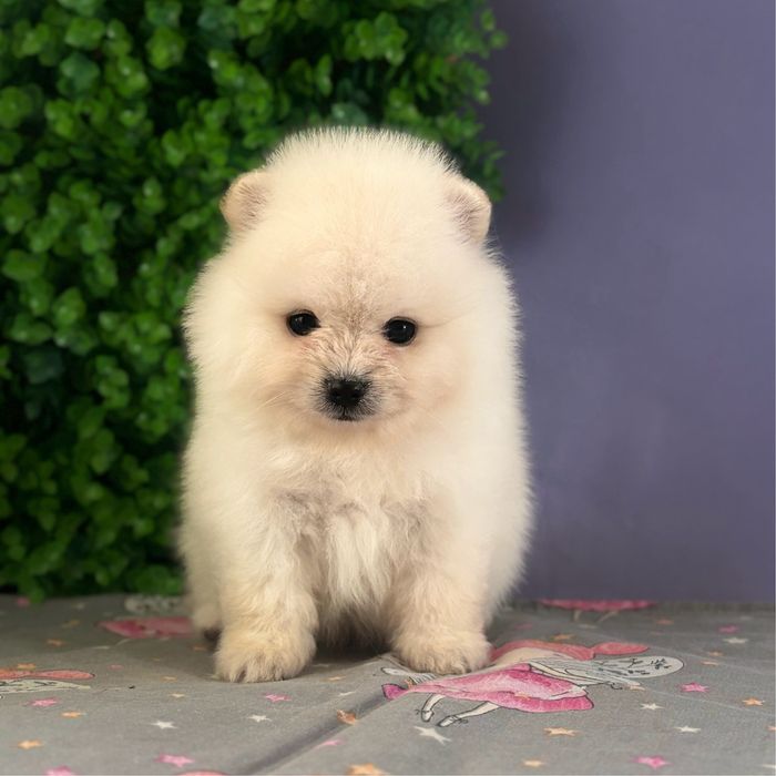 лялькова міні дівчинка шоу классу