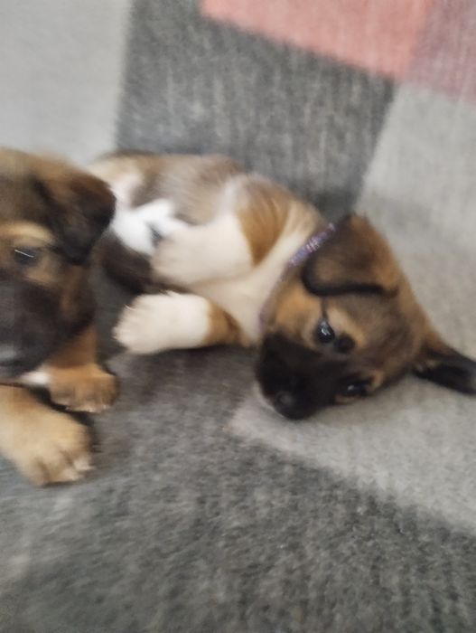 Ексклюзивні малечі метісіки.