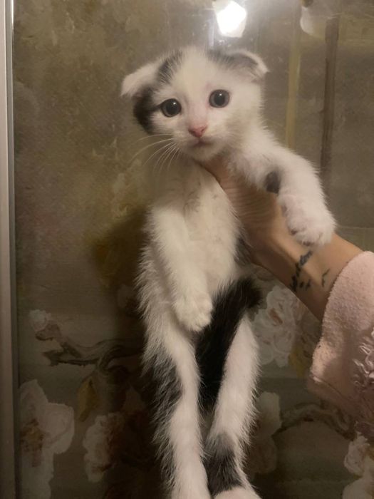 Шотландский красень