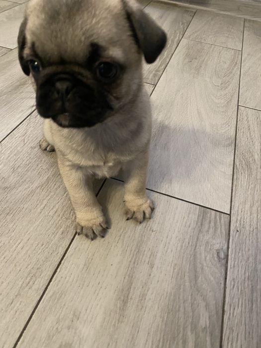 Mops suczka metryczka, wyprawka , czip Gotowe do odbioru