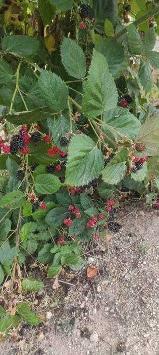 Framboezas pretas 3 pés