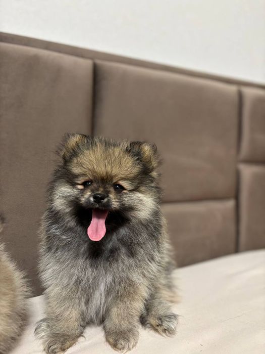 Ексклюзивні померанські дітки