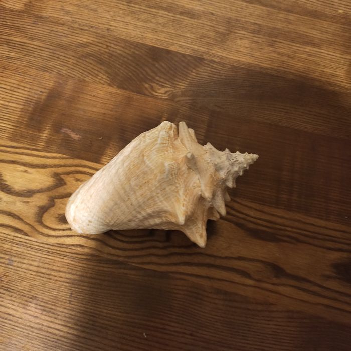 Ракушка "Волнистый стромбус "