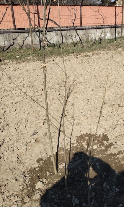 Гібіскус саджанці